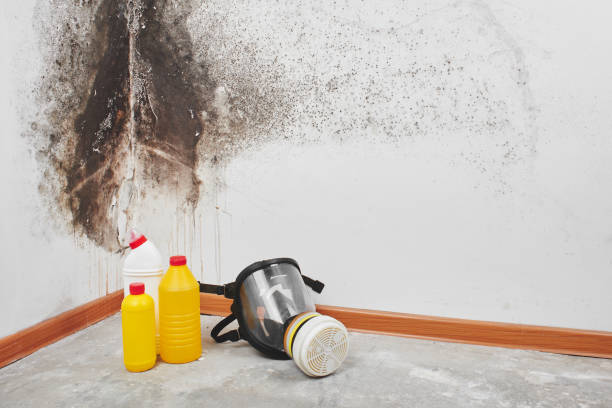 Best Certified Mold Removal  in Hope, IN