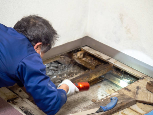 Best Attic Mold Removal  in Hope, IN