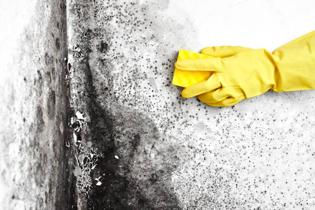 Best Black Mold Removal  in Hope, IN