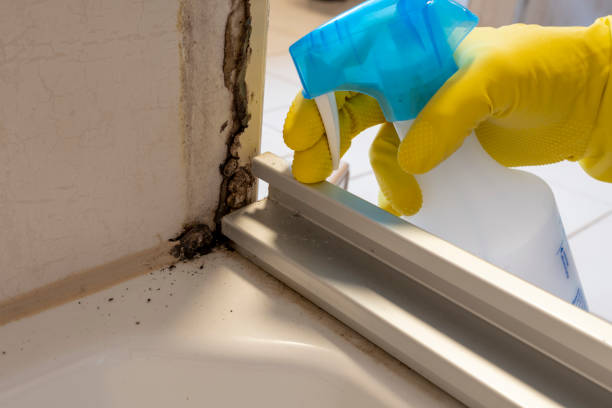 Best Mold Removal and Inspection  in Hope, IN