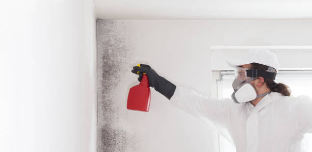 Best Affordable Mold Removal  in Hope, IN