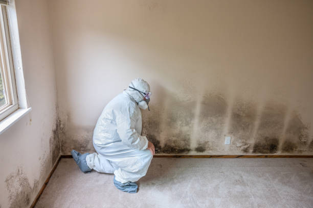 Best Home Mold Removal  in Hope, IN