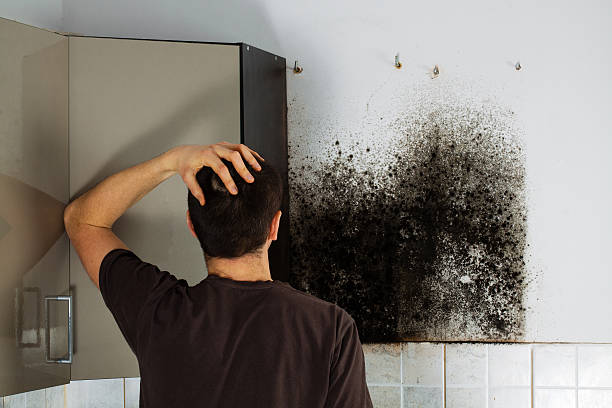 Best Best Mold Removal Companies  in Hope, IN