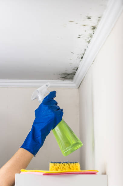 Mold Removal and Inspection in Hope, IN